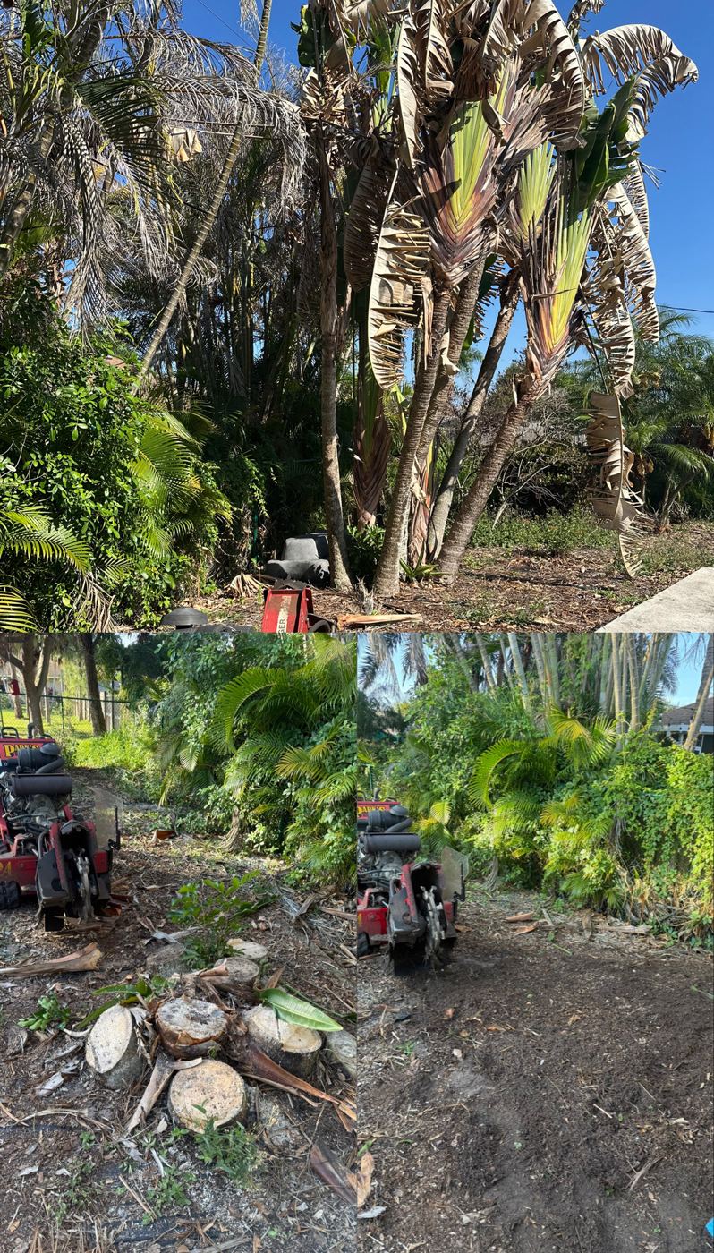 Overgrown bamboo palms and brush cleared from a property line