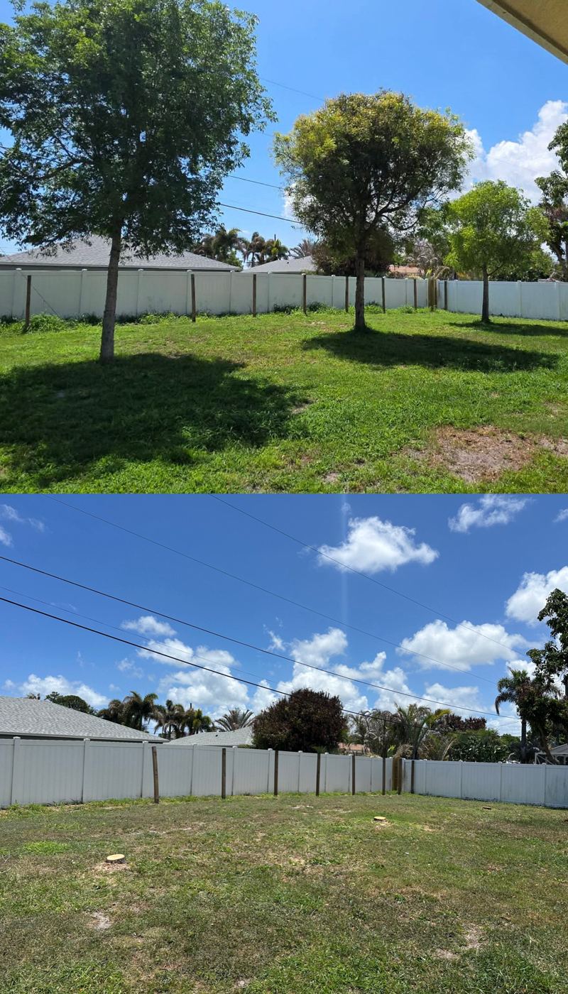 Backyard trees trimmed and thinned along a fence line