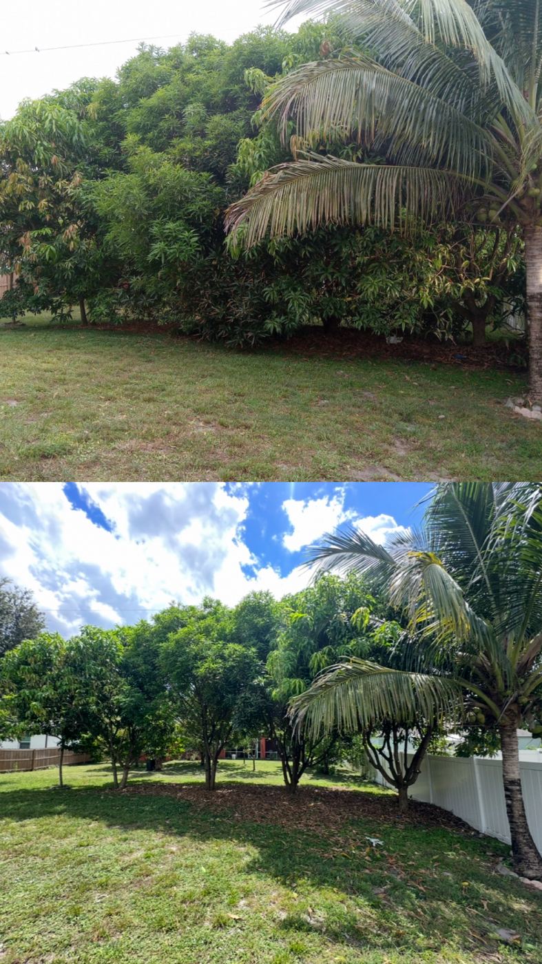 Backyard mango and palm trees trimmed and thinned