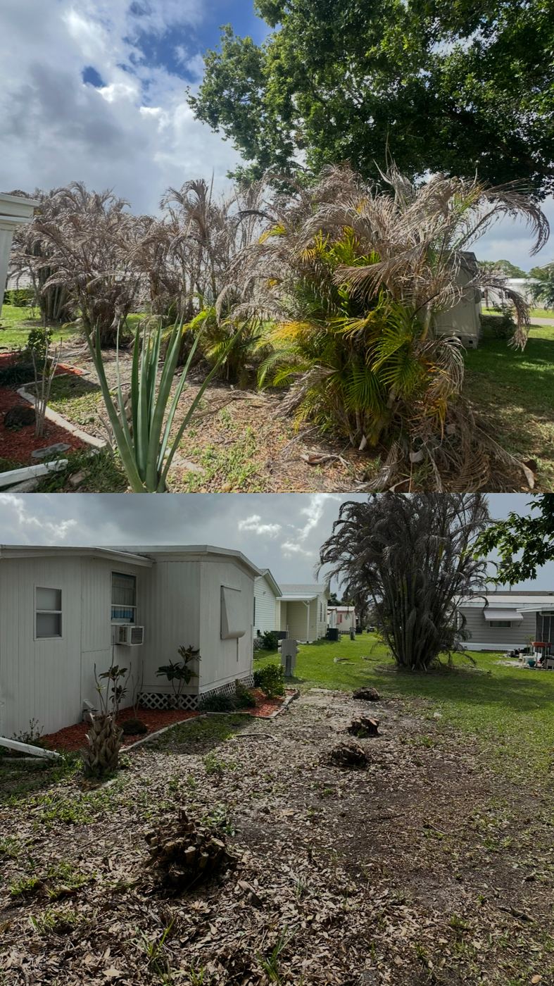 Overgrown ornamental palms trimmed back and cleared